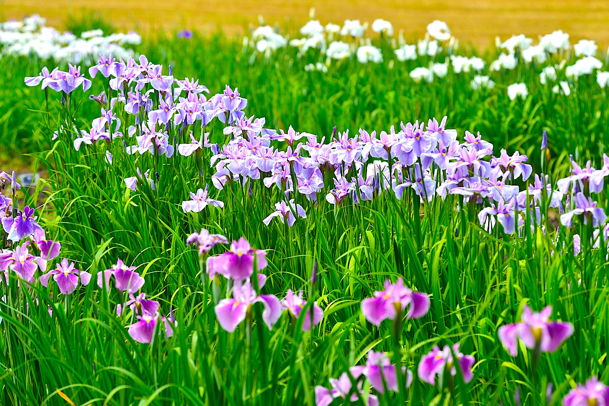 八紘学園花菖蒲園