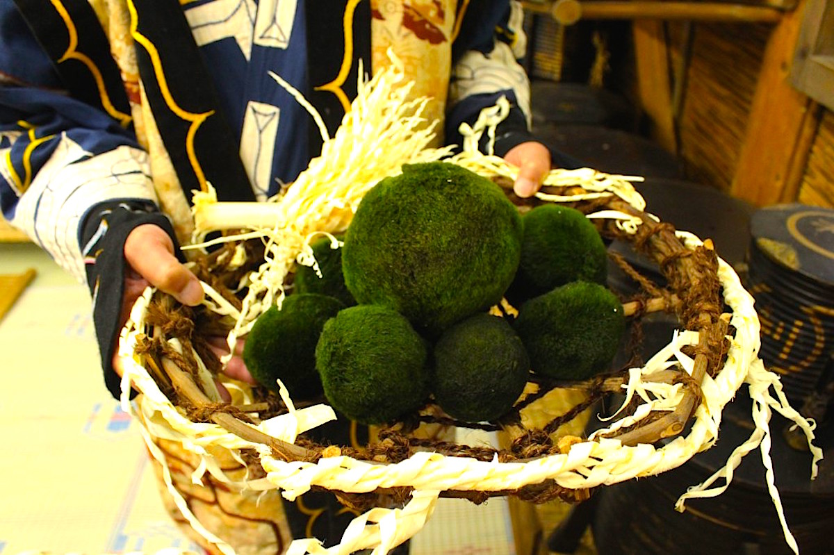 まりも祭り