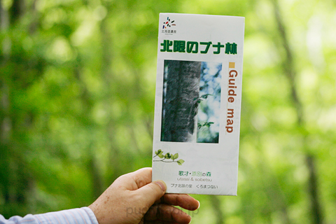 歌才ブナ林