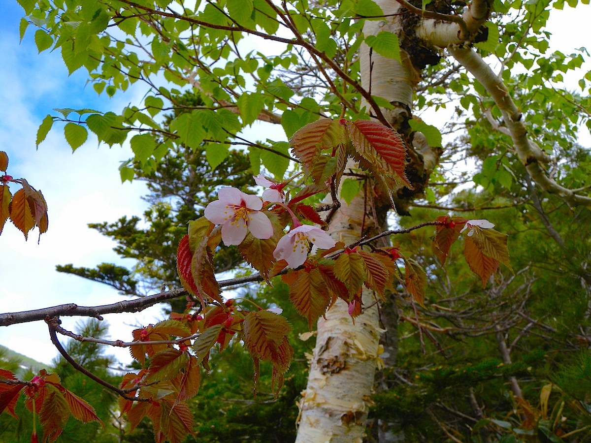 日本最後の桜の花見は7月日 知床羅臼で 北海道style