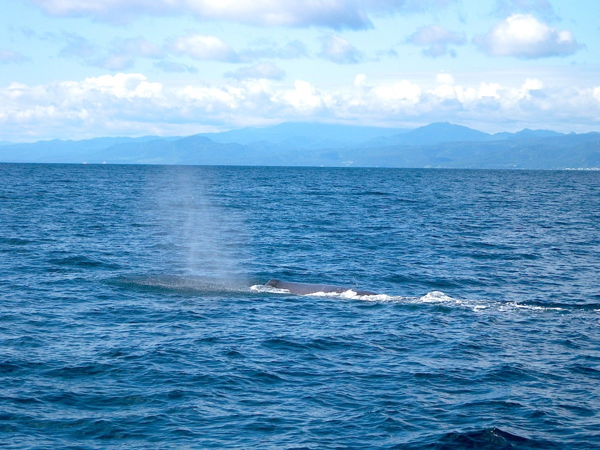 マッコウクジラの噴気