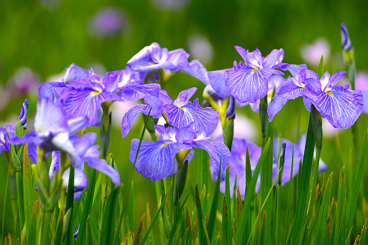 八紘学園花菖蒲園