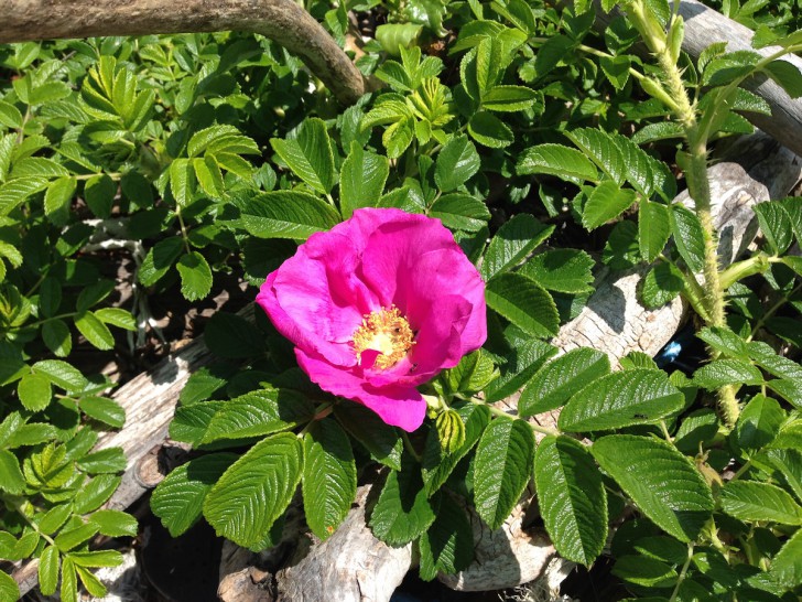 知床岬で実際に撮影したハマナスの花(撮影協力/NPO法人しれとこラ・ウシ)