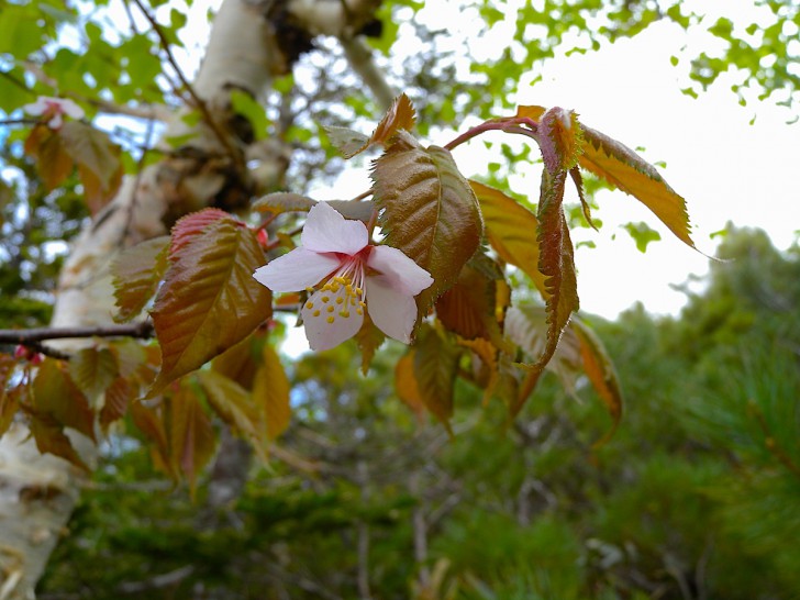 日本最後の桜の花見は7月日 知床羅臼で 北海道style