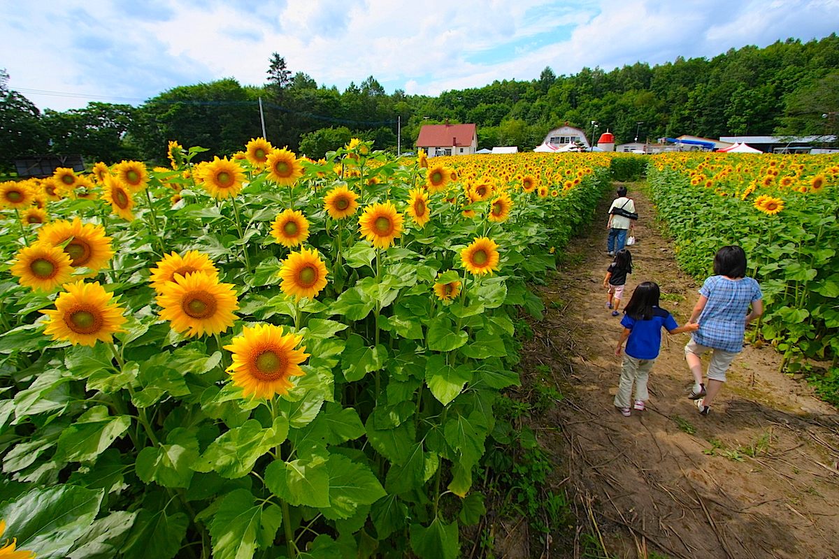 第11回本別ひまわり三千坪迷路 北海道style 第11回本別ひまわり三千坪迷路 北海道style