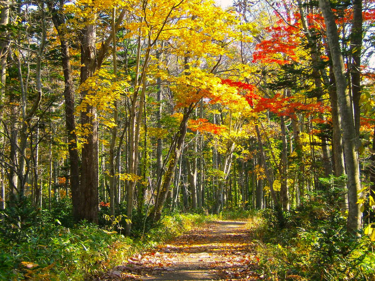公園内には遊歩道も整備され、紅葉狩りにも絶好
