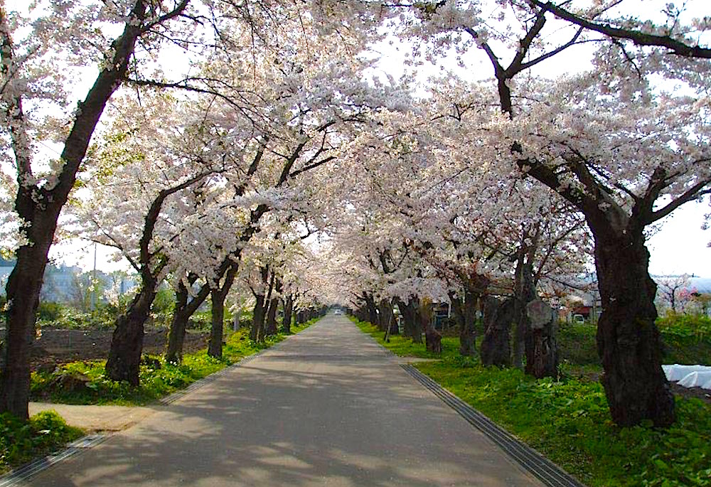 「陣屋桜」として有名な桜並木。GW頃には『北斗陣屋桜まつり』も開催