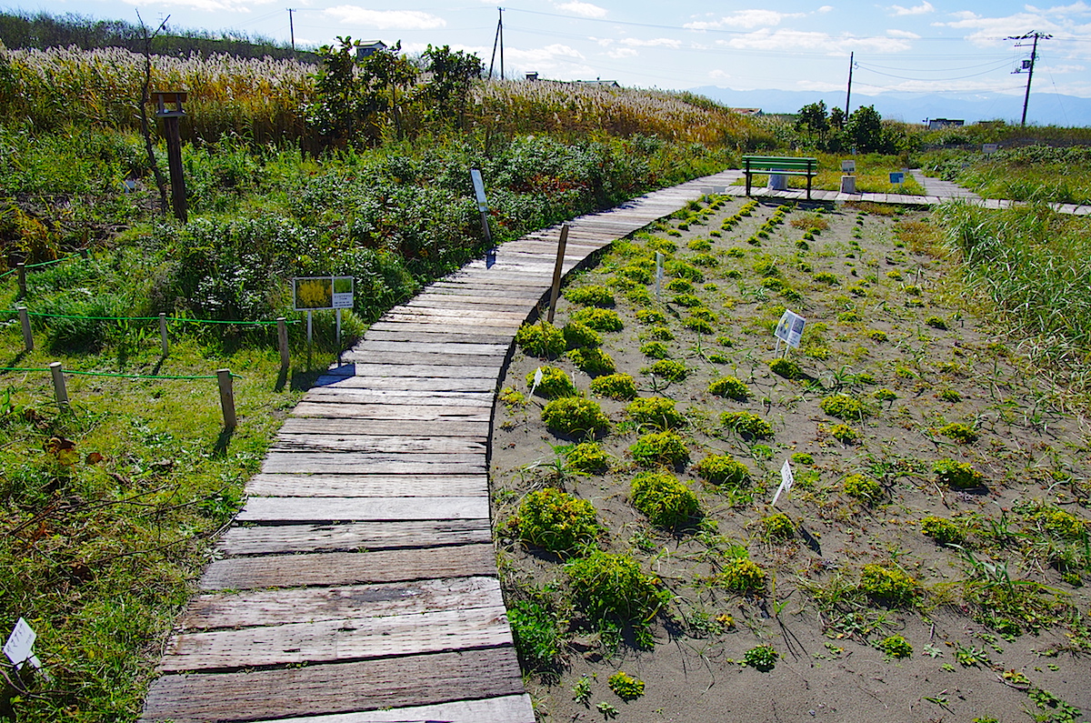 50種の植物が植栽される観察園を併設