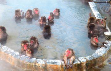 函館市熱帯植物園 サル山温泉 北海道style