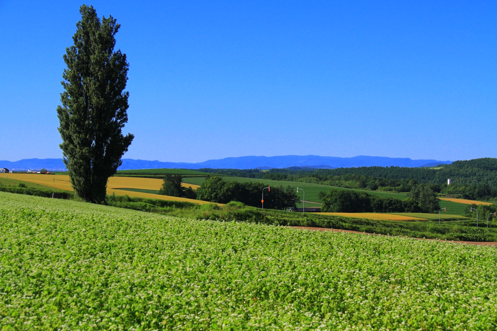 ケンとメリーの木 北海道style
