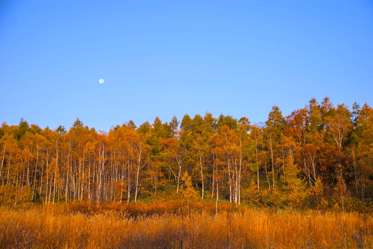 紅葉絶景ドライブ 6 ニセコパノラマライン 道道58号 北海道style