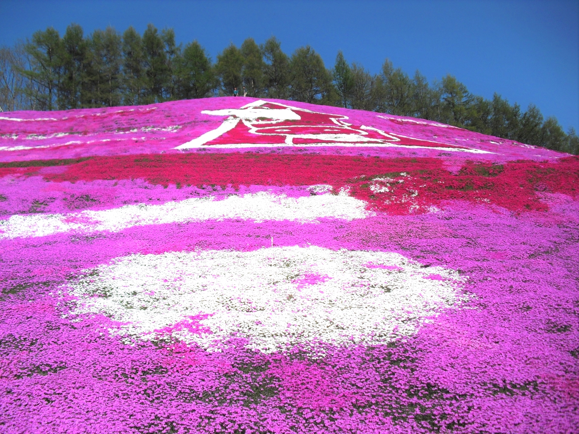 第36回ひがしもこと芝桜まつり 大空町 19 北海道style