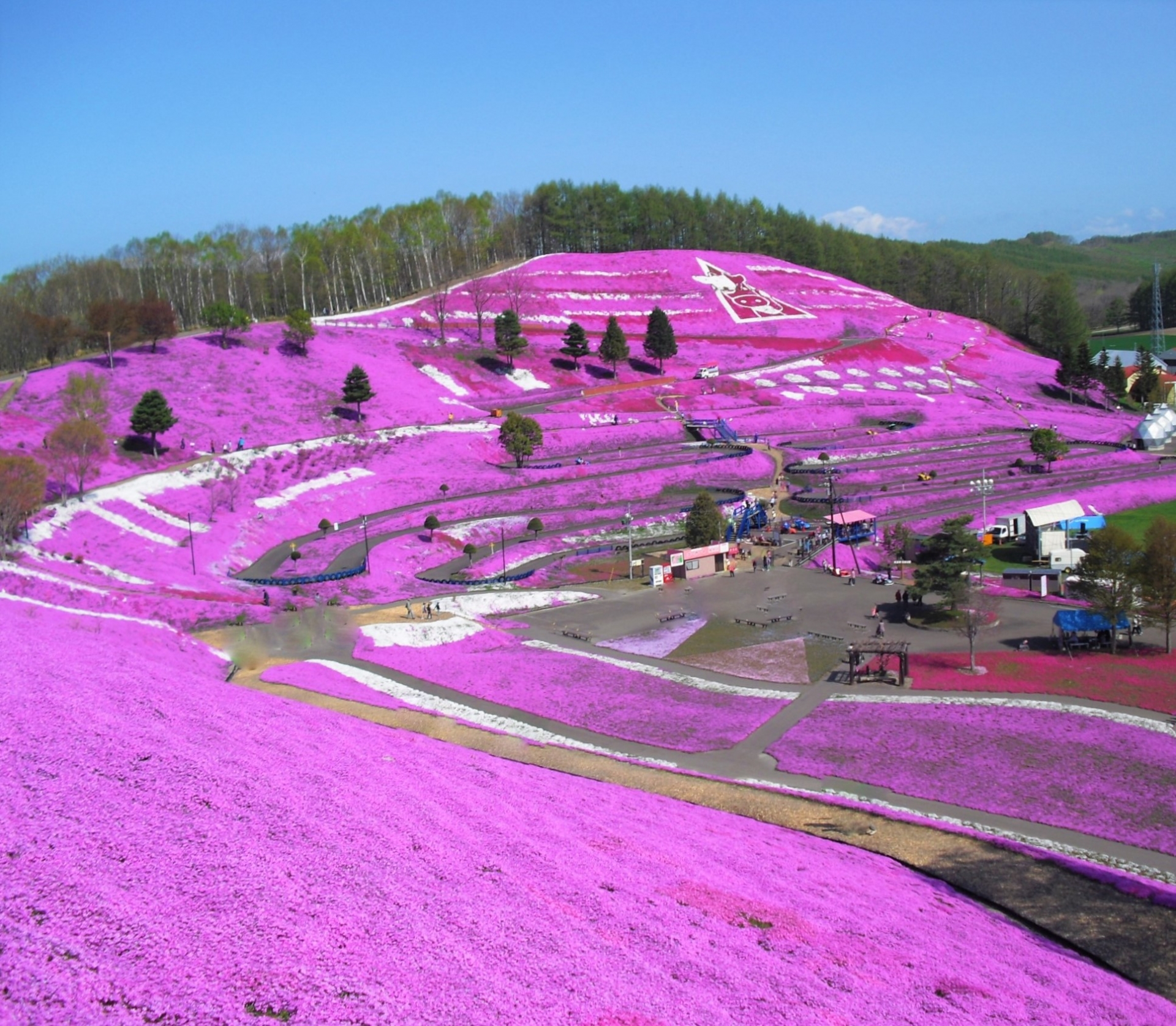 第36回ひがしもこと芝桜まつり 大空町 19 北海道style