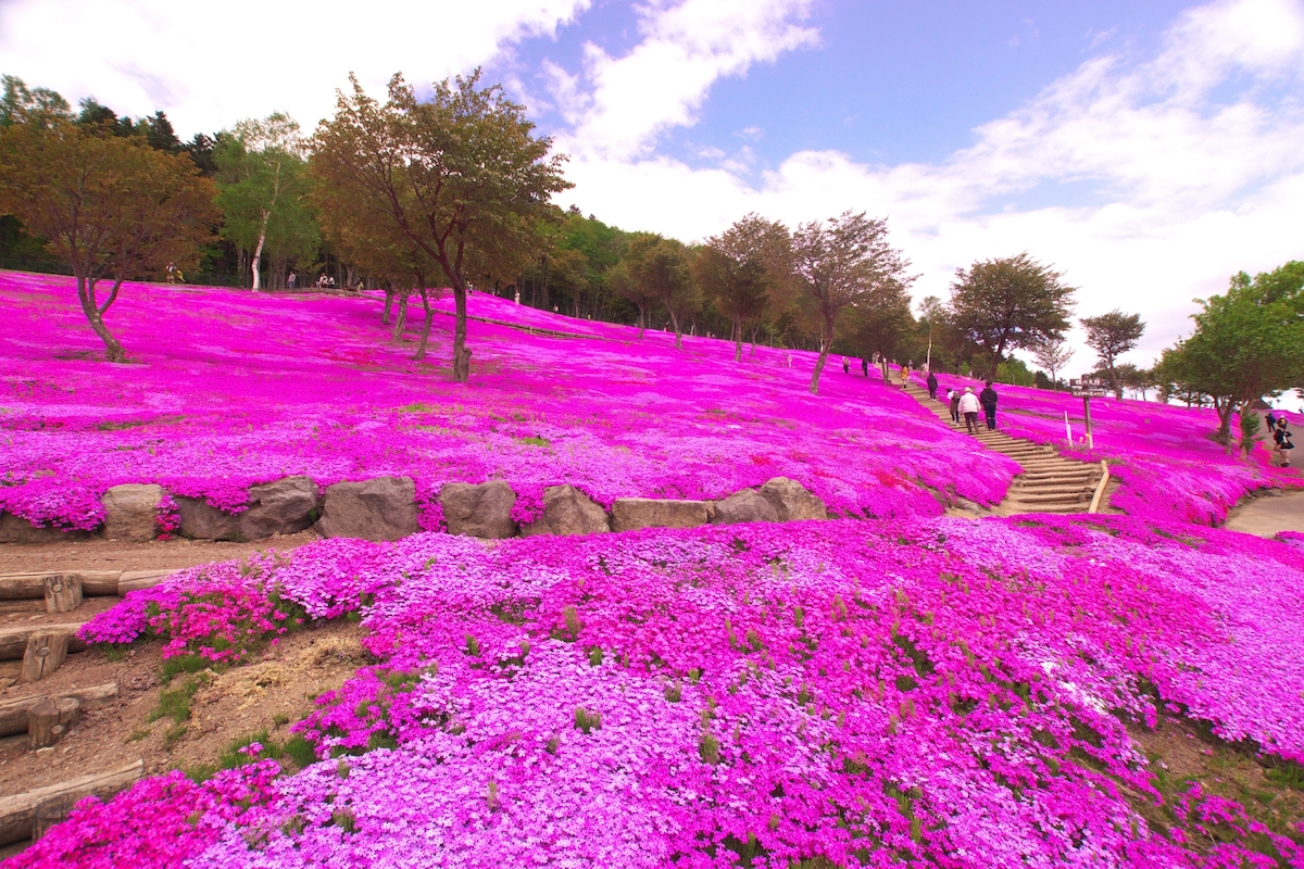童話村たきのうえ芝ざくらまつり
