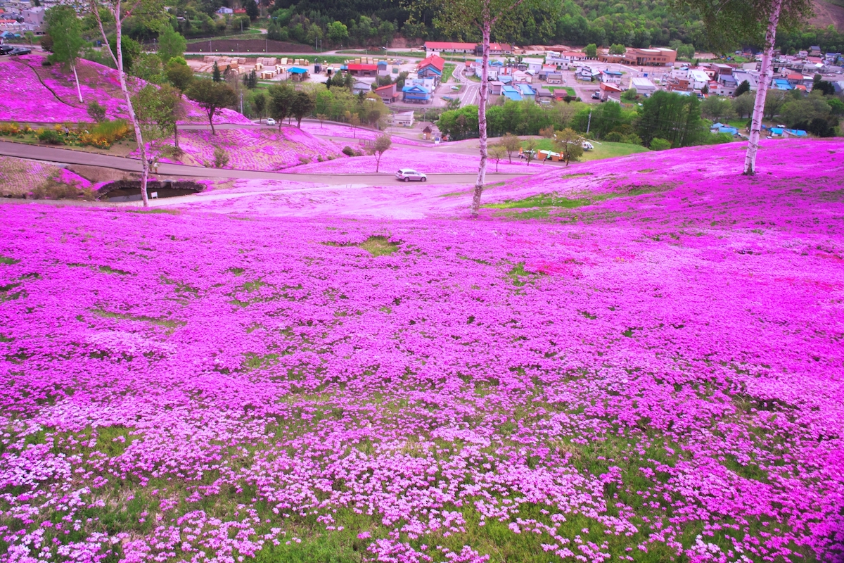 童話村たきのうえ芝ざくらまつり
