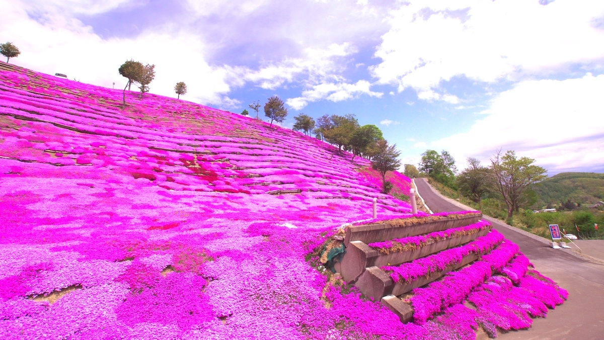 童話村たきのうえ芝ざくらまつり