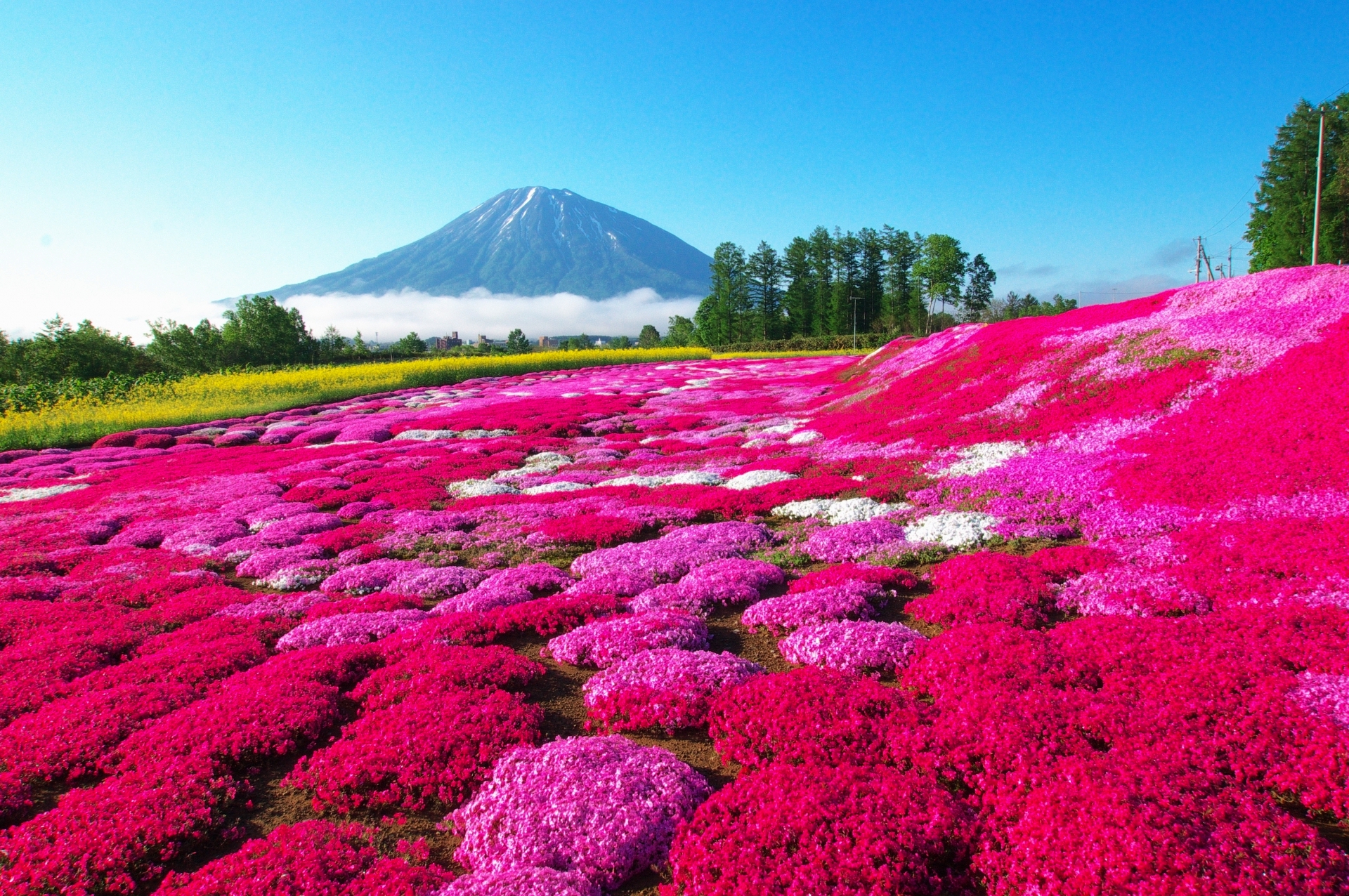 三島さんの芝ざくら庭園 倶知安町 北海道style