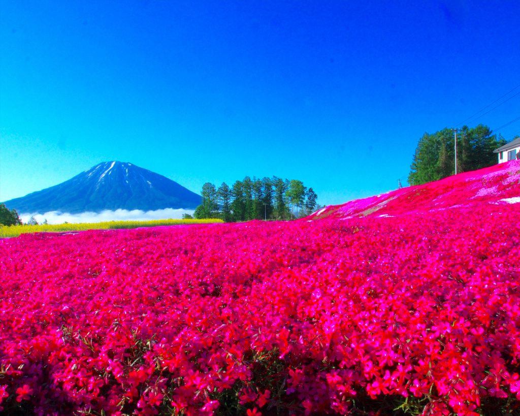 三島さんの芝ざくら庭園