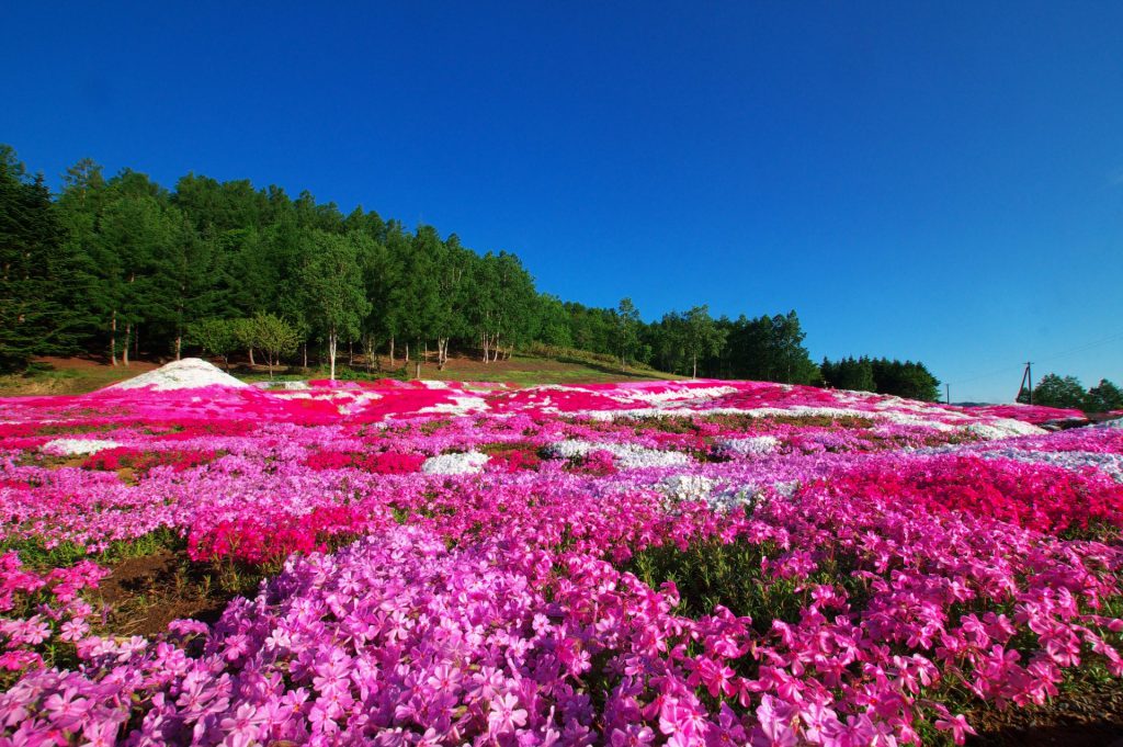 三島さんの芝ざくら庭園