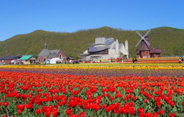 かみゆうべつチューリップフェア 湧別町 19 北海道style