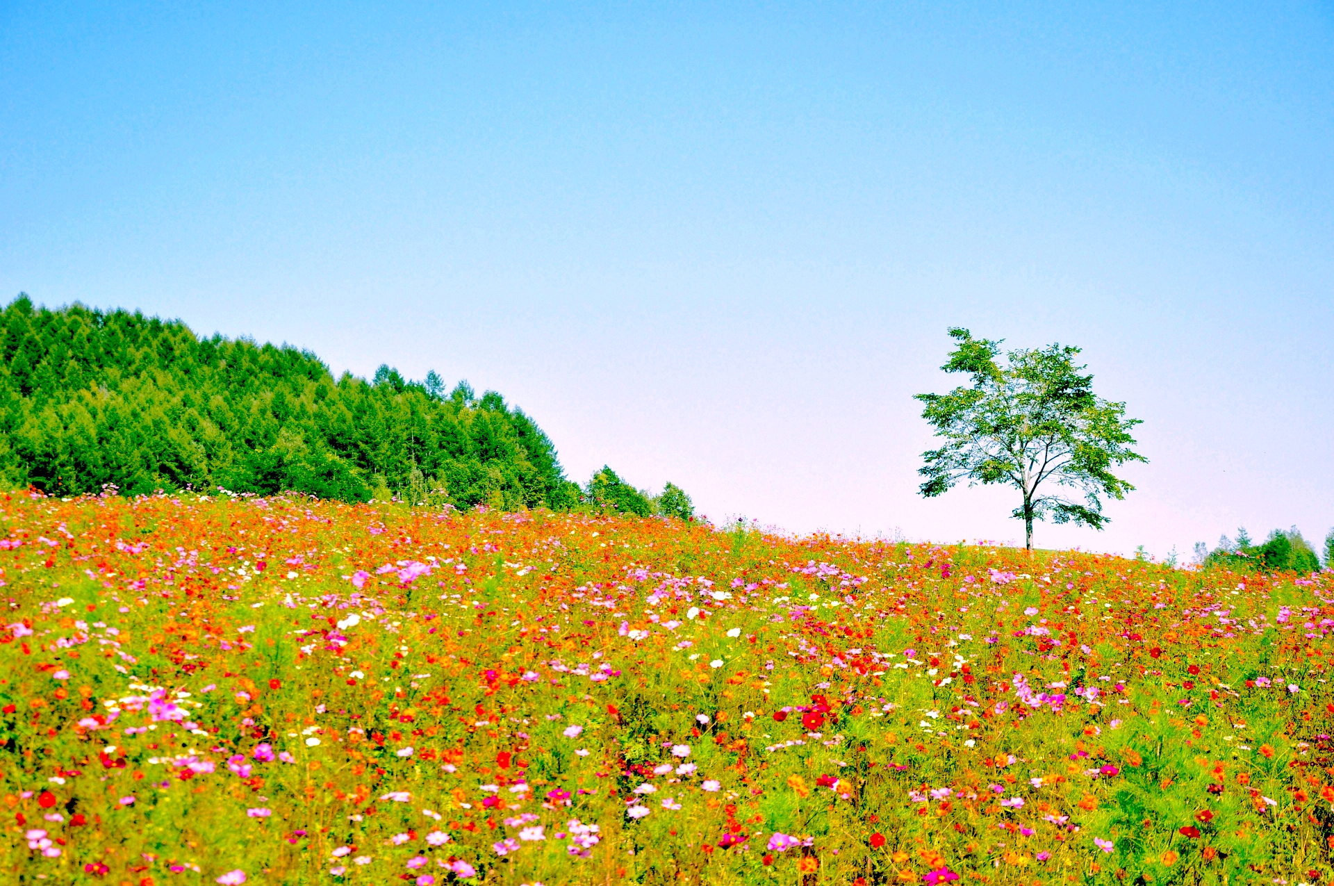 太陽の丘コスモスフェスタ 遠軽町 19 北海道style