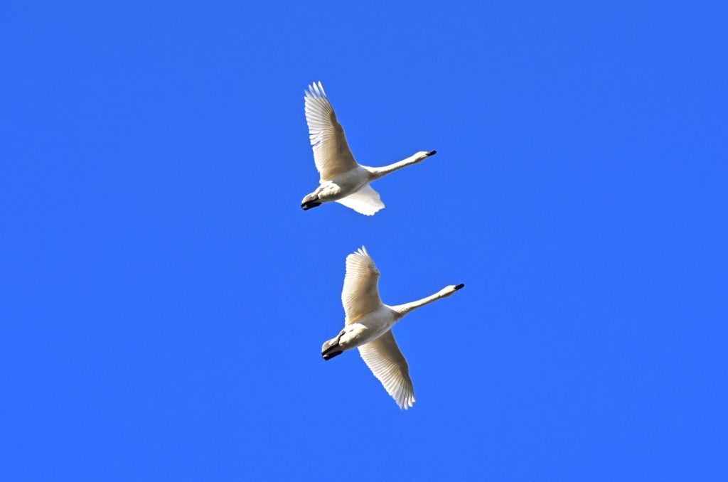 大沼バードハウス(稚内市大沼野鳥観察館)