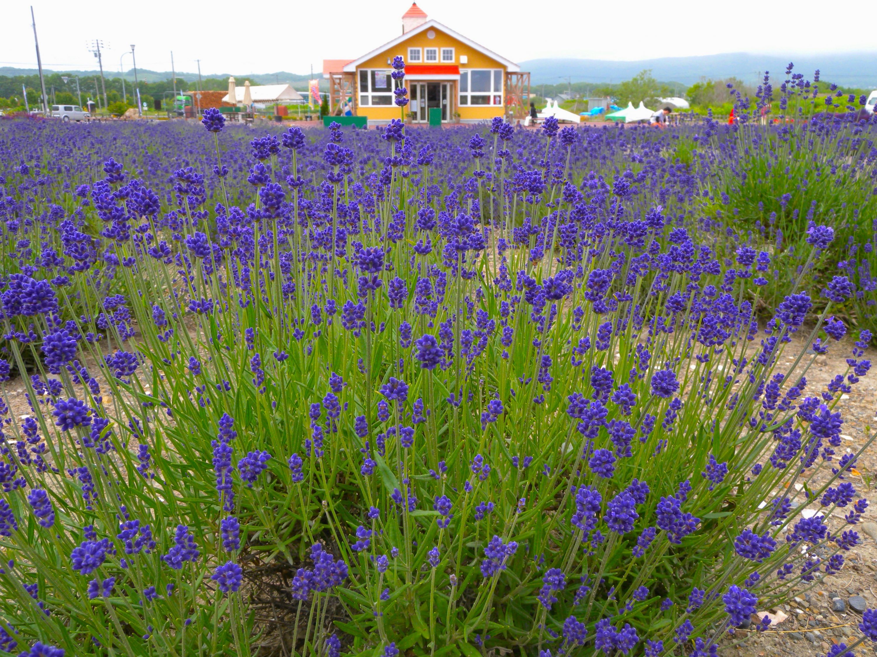 北海道立オホーツク流氷公園 ・花のサロン | 北海道Style