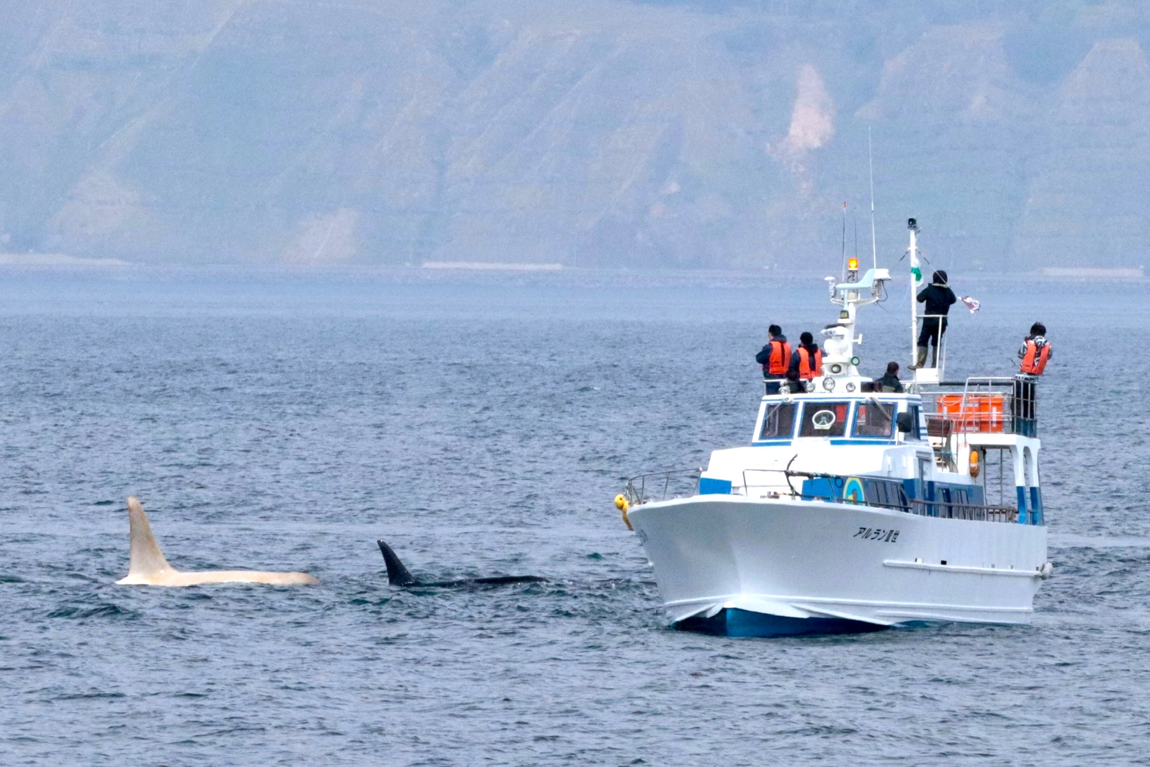幻の白いシャチ」2頭が知床・羅臼沖に！ 観光船で遭遇するチャンス