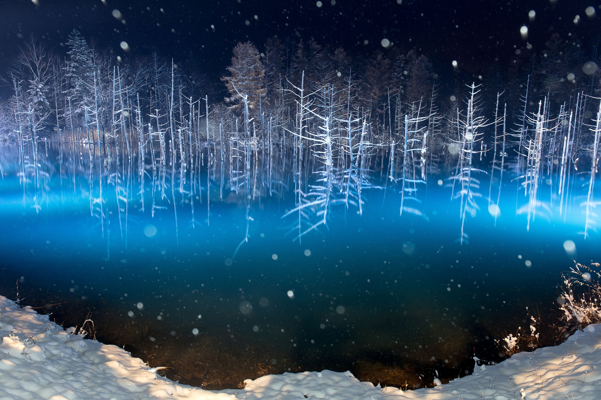 青い池（美瑛） 白金青い池 :: 一般社団法人 美瑛町観光協会