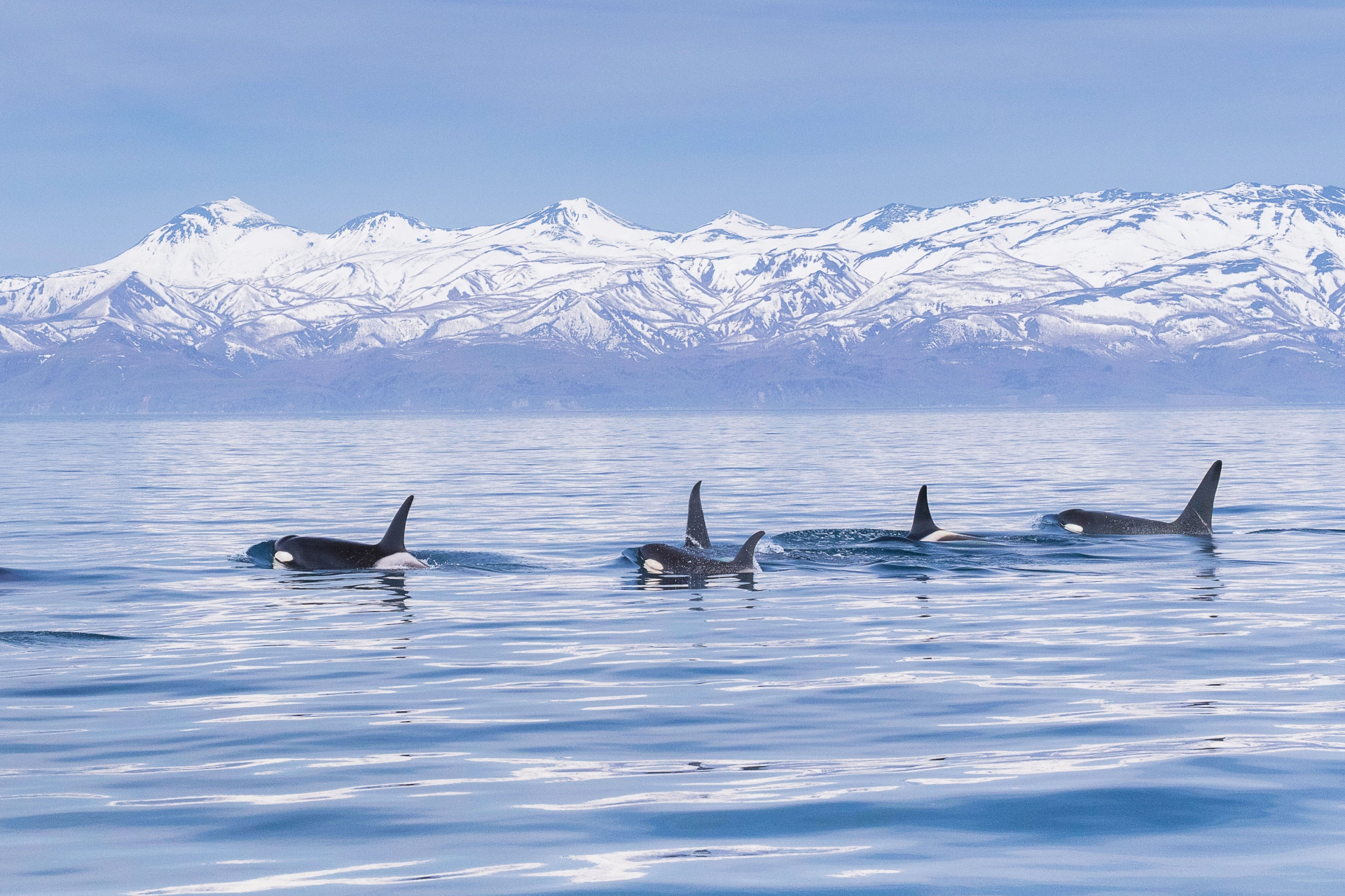 世界的にも希少なシャチが群遊する海域、根室海峡に、シャチシーズン