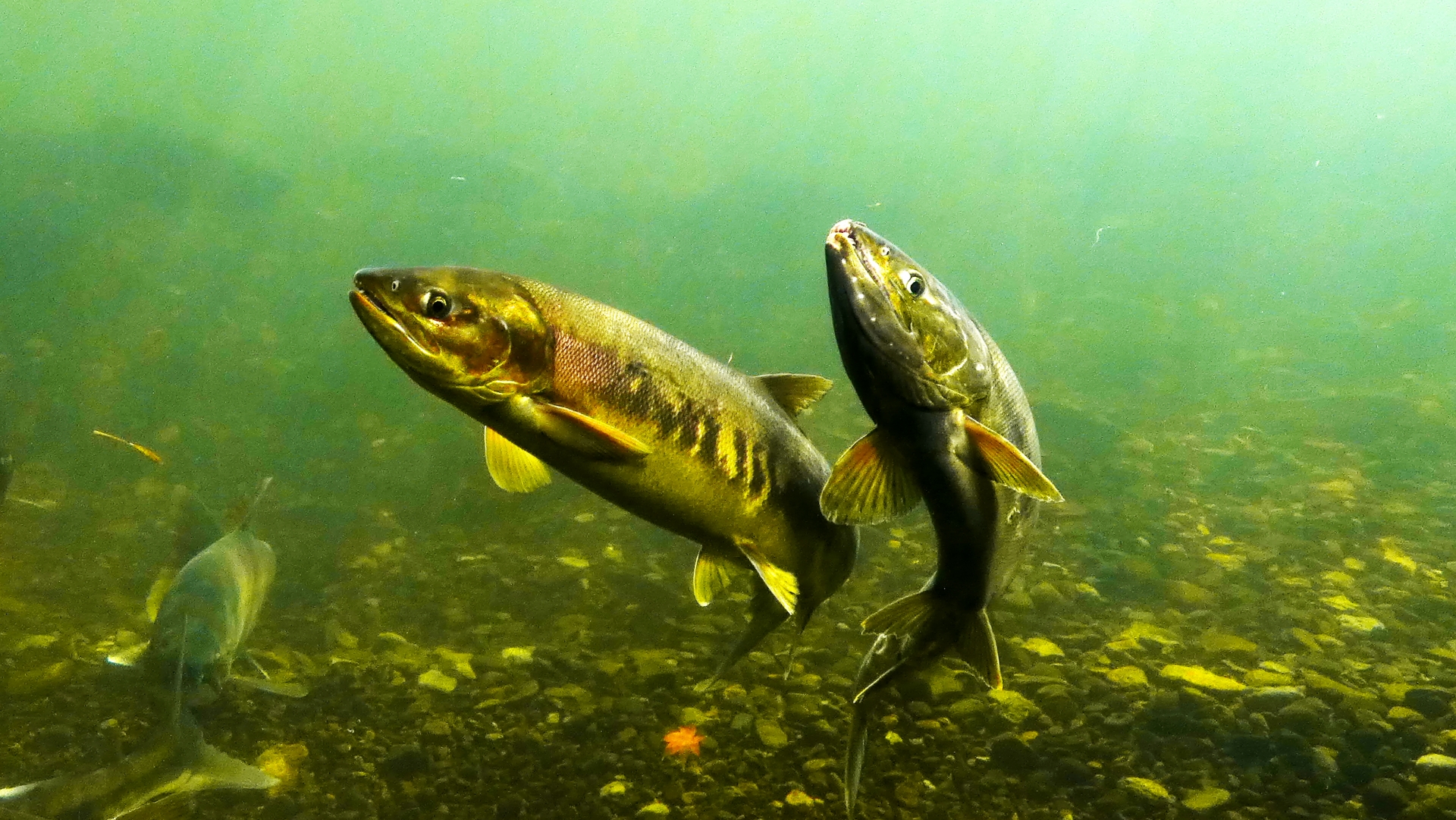 2025年は7月31日に初遡上、千歳川に鮭が遡上開始！ | 北海道Style