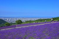 幌見峠ラベンダー園