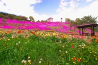 童話村たきのうえ芝ざくらまつり