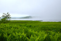 生花苗沼