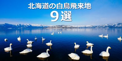 北海道の白鳥飛来地